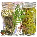 Valerian flowers in a jar and in infused oil with plant