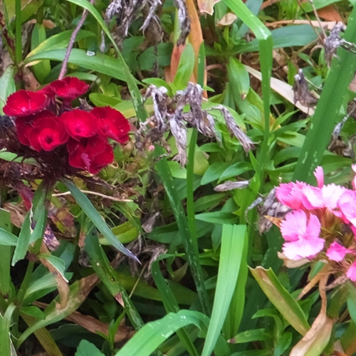 Carnation Absolute Essential Oil | Anarres Natural Health Apothecary